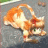 ToyKitteh