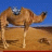 Joye Camel
