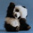 Wakefulpanda