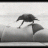 CrowingOne