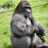 Silverback