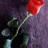rosepetal