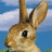 wabbit