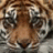 Tonytiger1