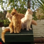 My furry friends :)