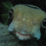 Fish Pics