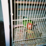 Our Feathered Family
