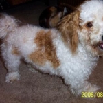 Zoe, my cockapoo