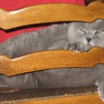 Shelton, my British Shorthair