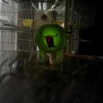 birds