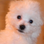 Mr. Lovey