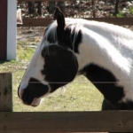 my horse