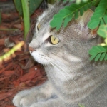 My Animals