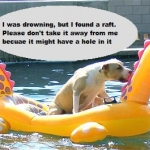 pet caption contest