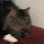 My cat Rebel