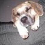 Bailey