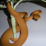The snakes