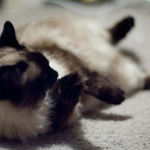 katz