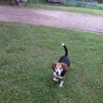 Sammy Dog