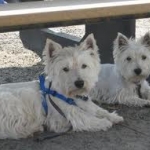 MY BOYZ...(posted christmas 2010 )