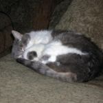My lil' Angel KC 19yrs old and counting. Edit: RIP my Angel.