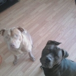My Dogs