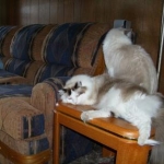 pets