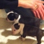 Our dogs.