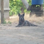My Catahoulas