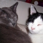 Cats