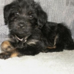 Molly
