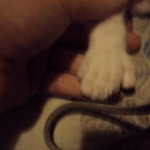 Kitties