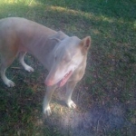 White Dobe (Maddy)