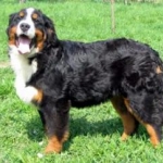 my dog