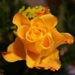YellowRose