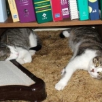 My cats