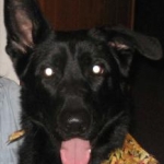 Bandit
