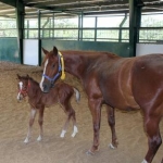 2012 Foals