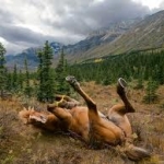 Animals