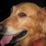 My doggies