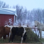 Horses - My first Love