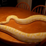 Pets