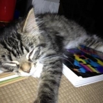 My Kittehs
