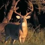 bucks
