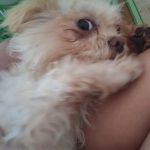 My Pets
