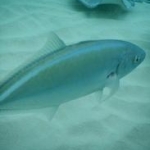 Stingray City