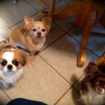 Photos of me, my Provari and my puppies!