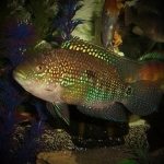 My Freshwater Fish