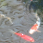 My fishies