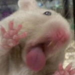 NOM NOM NOM